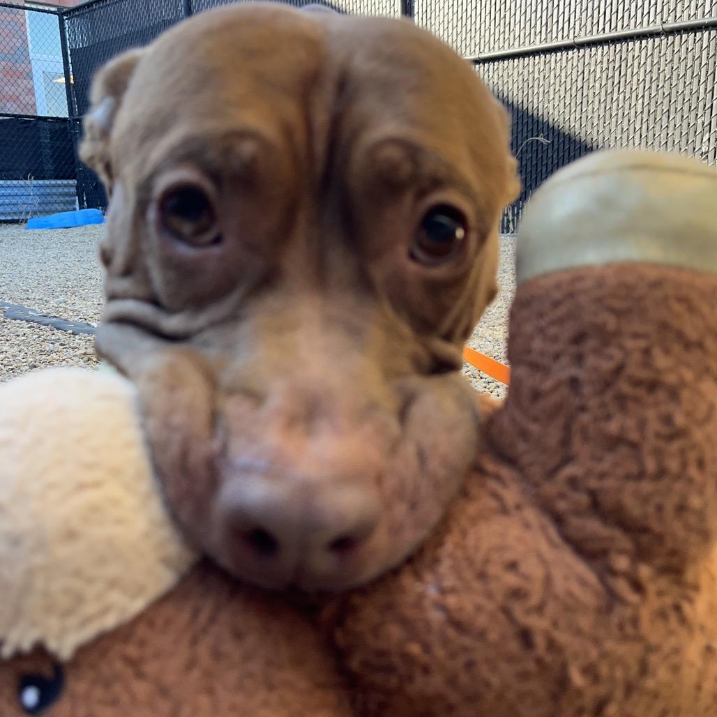 Boy Boy, a Adoptable Mixed Breed in Pittsburgh, PA image 2/6