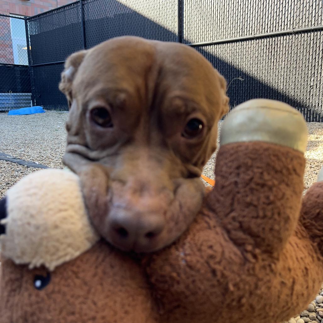 Boy Boy, a Adoptable Mixed Breed in Pittsburgh, PA image 3/6