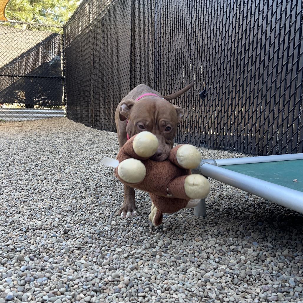 Boy Boy, a Adoptable Mixed Breed in Pittsburgh, PA image 4/6