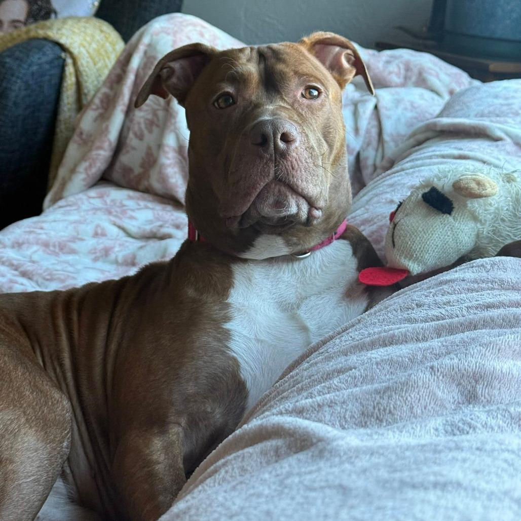 Boy Boy, a Adoptable Mixed Breed in Pittsburgh, PA image 5/6