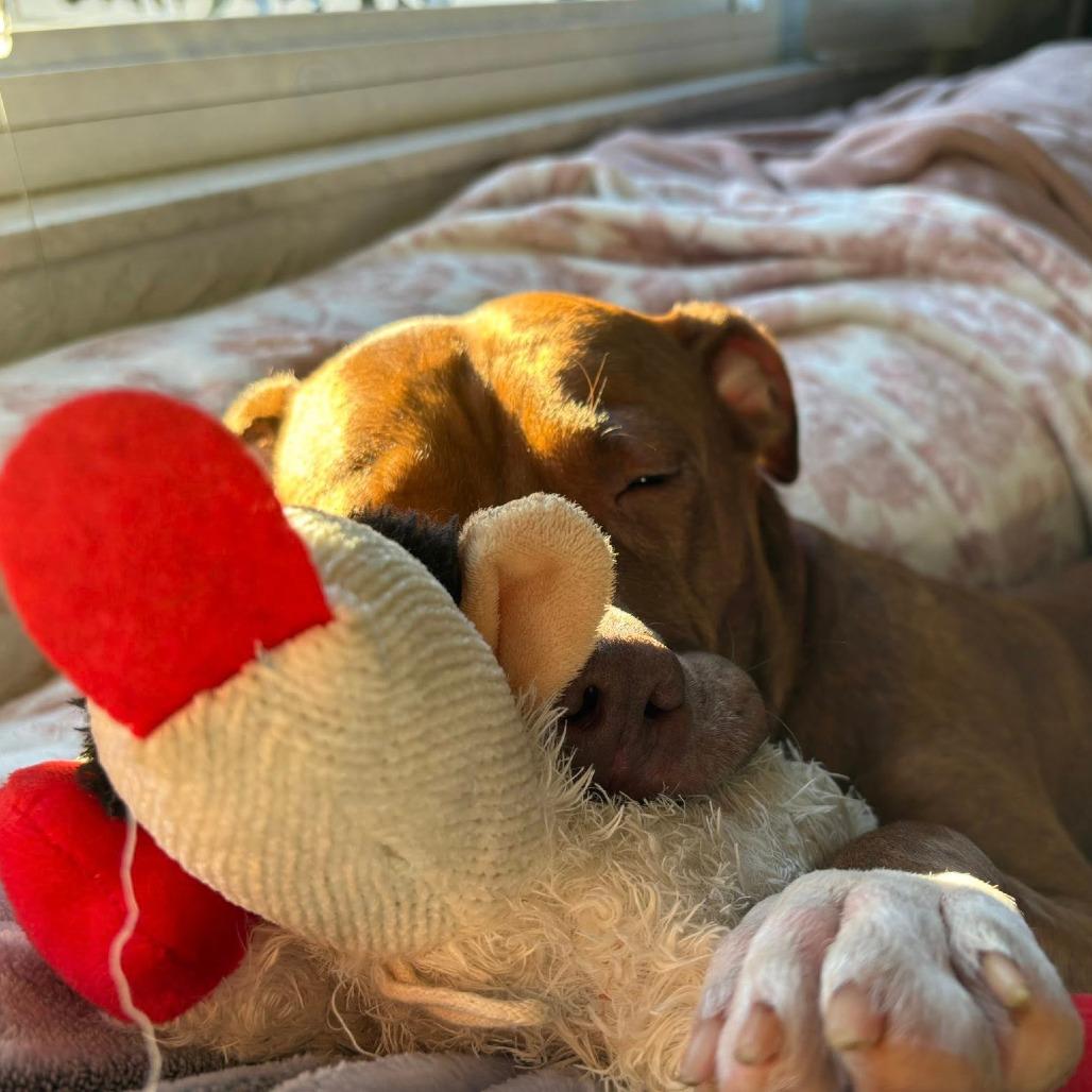 Boy Boy, a Adoptable Mixed Breed in Pittsburgh, PA image 6/6