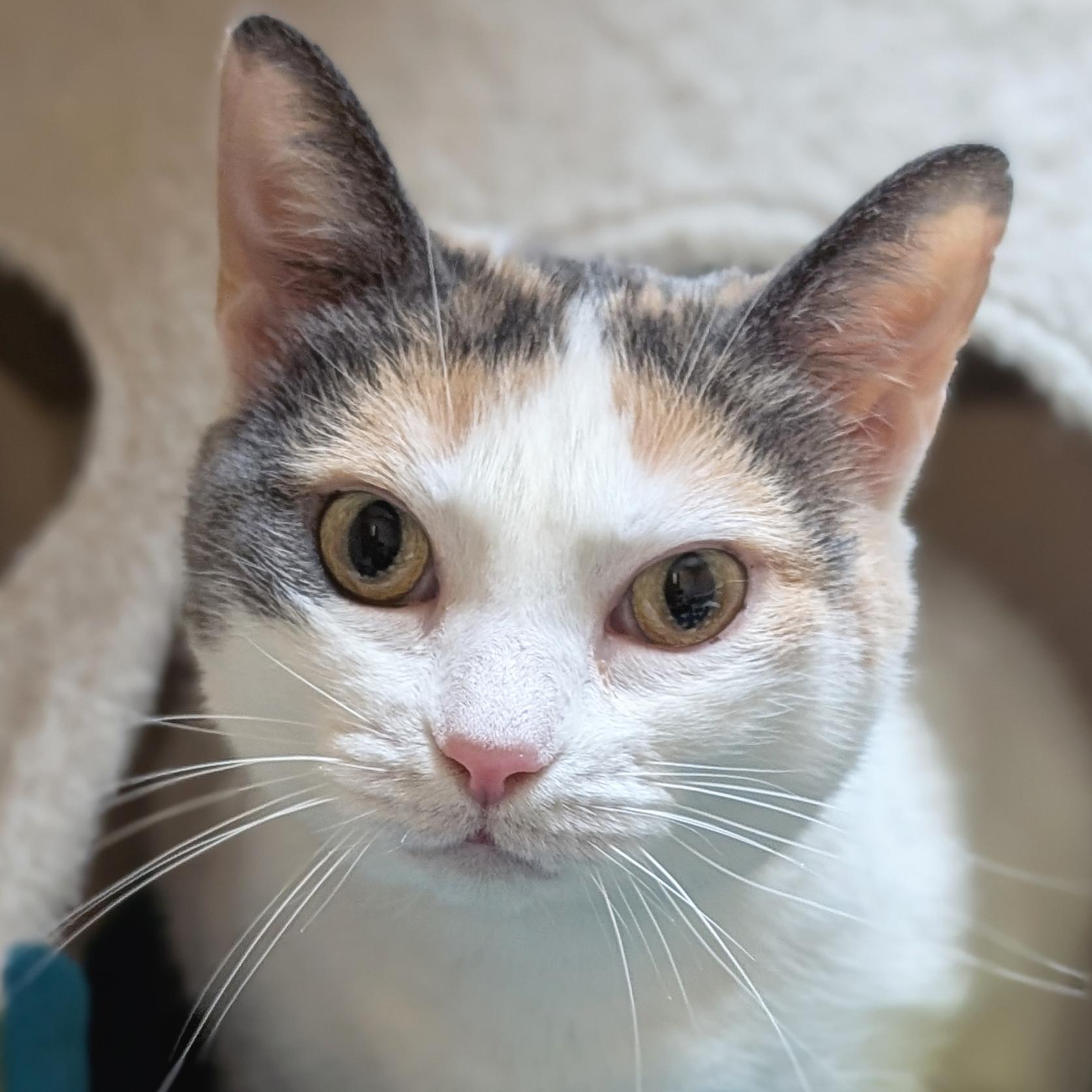 Enlarge Abby, a ADOPTABLE Domestic Short Hair in Jefferson, WI image 1/5
