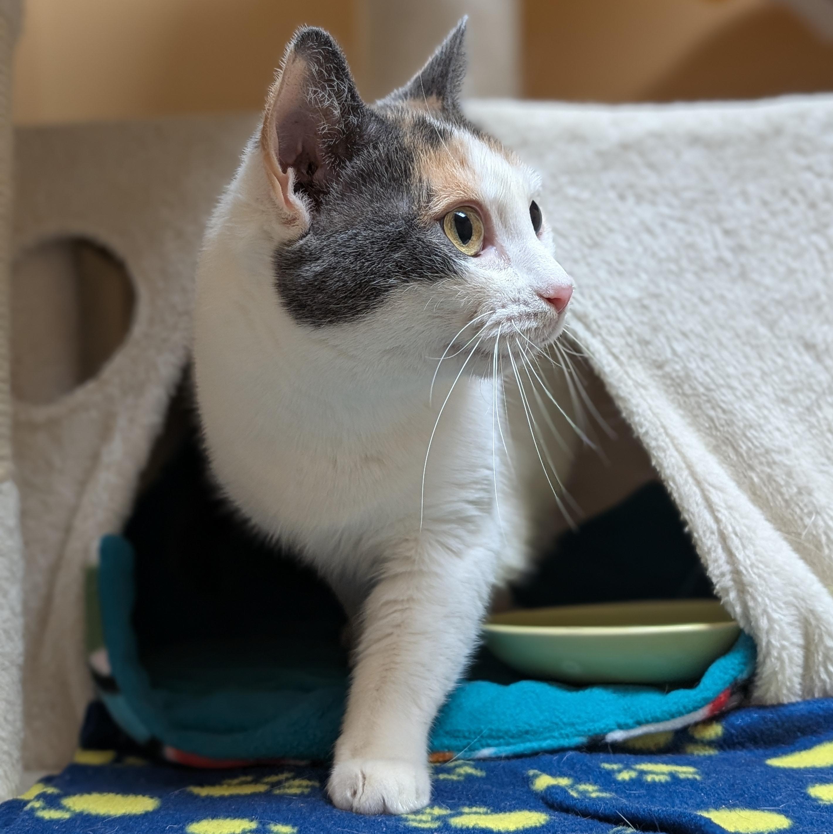 Enlarge Abby, a ADOPTABLE Domestic Short Hair in Jefferson, WI image 5/5
