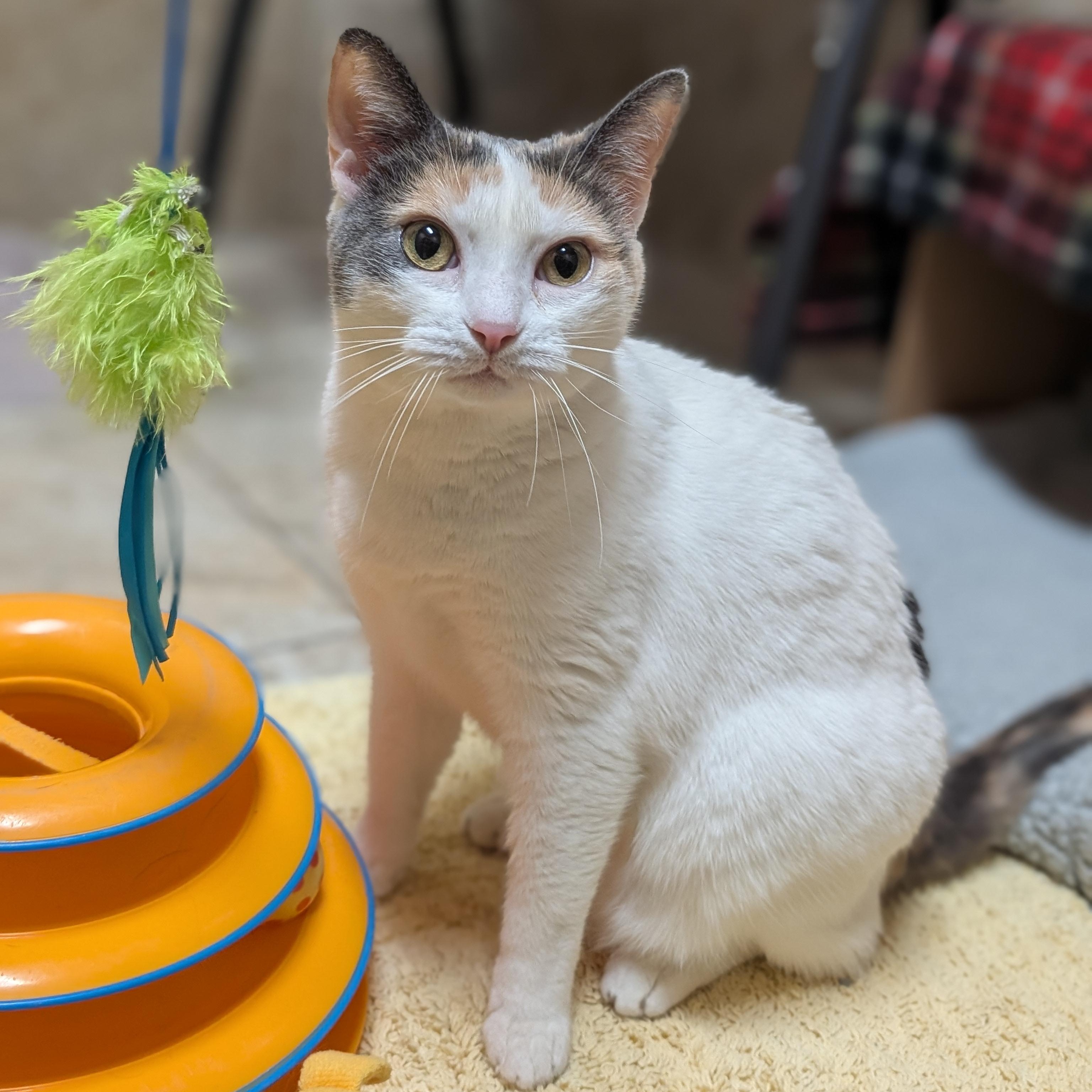Enlarge Abby, a ADOPTABLE Domestic Short Hair in Jefferson, WI image 3/5