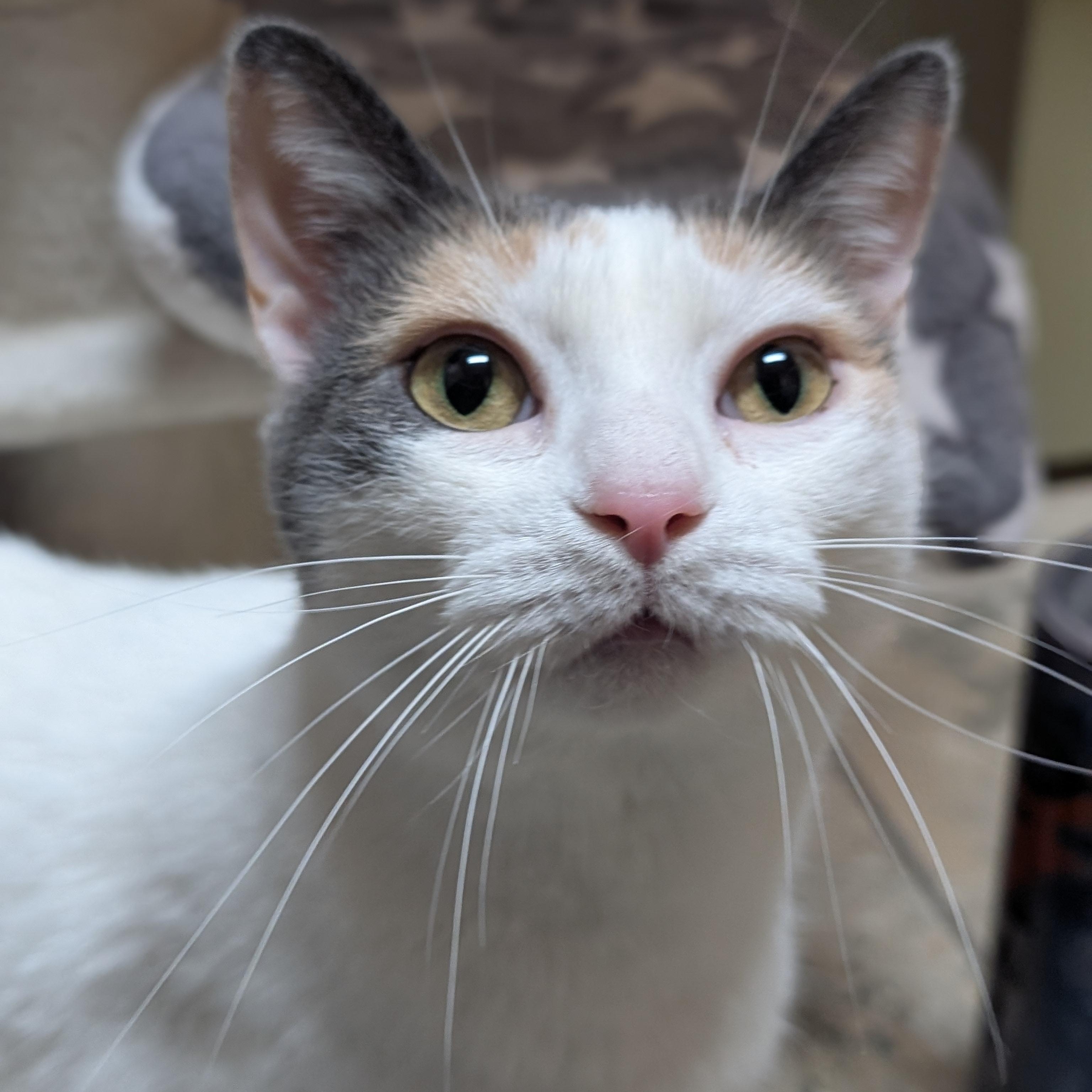 Enlarge Abby, a ADOPTABLE Domestic Short Hair in Jefferson, WI image 4/5