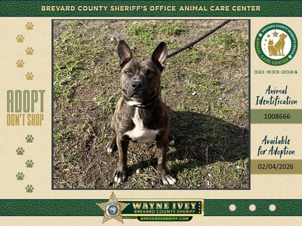 Darla, Adoptable, Young Female Mixed Breed.