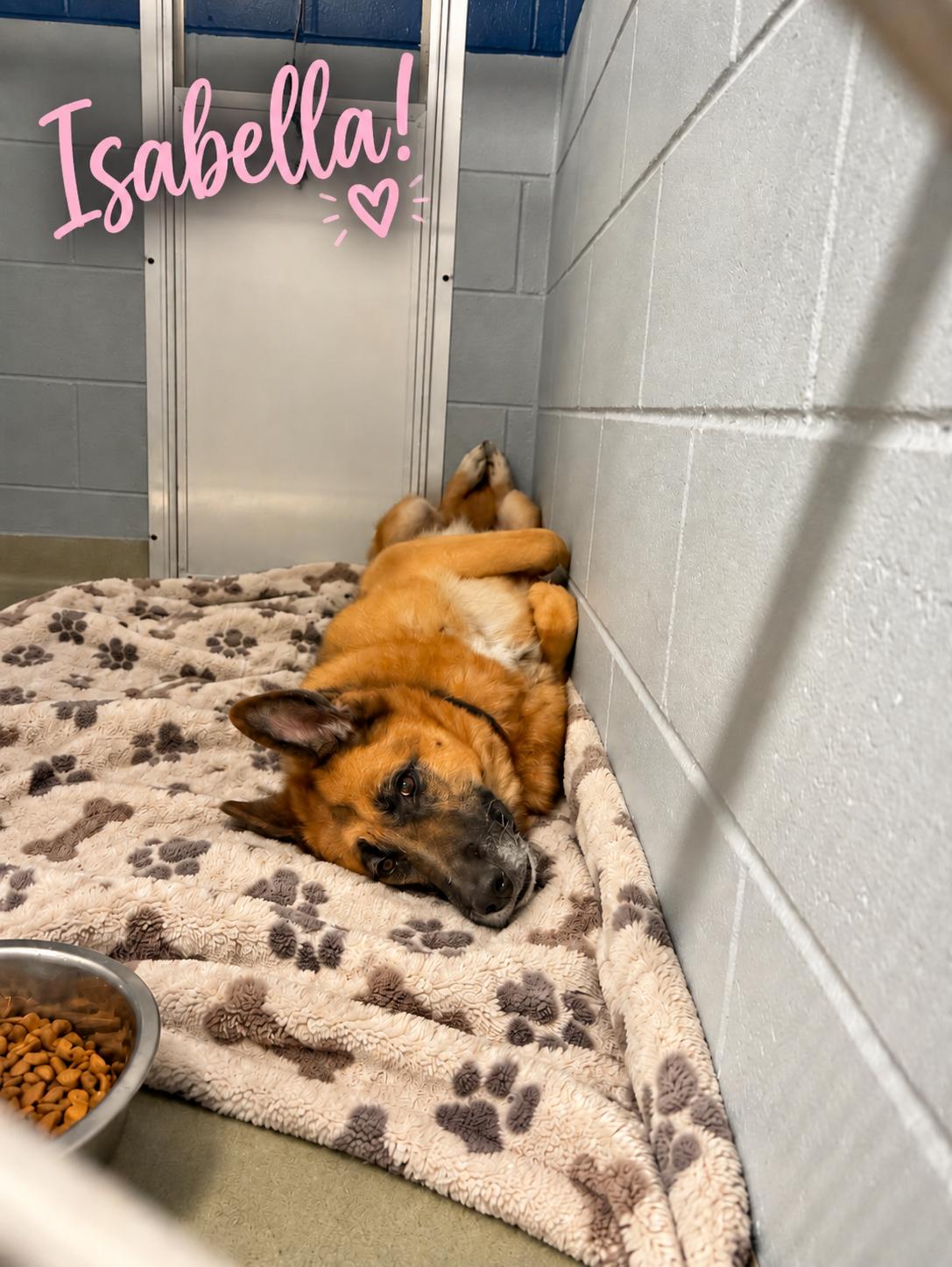 Isabella, Adoptable, Senior Female German Shepherd Dog.