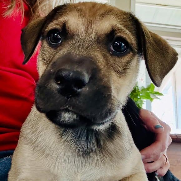 Enlarge Buffalo, a ADOPTABLE Mixed Breed in Chino valley, AZ image 1/1
