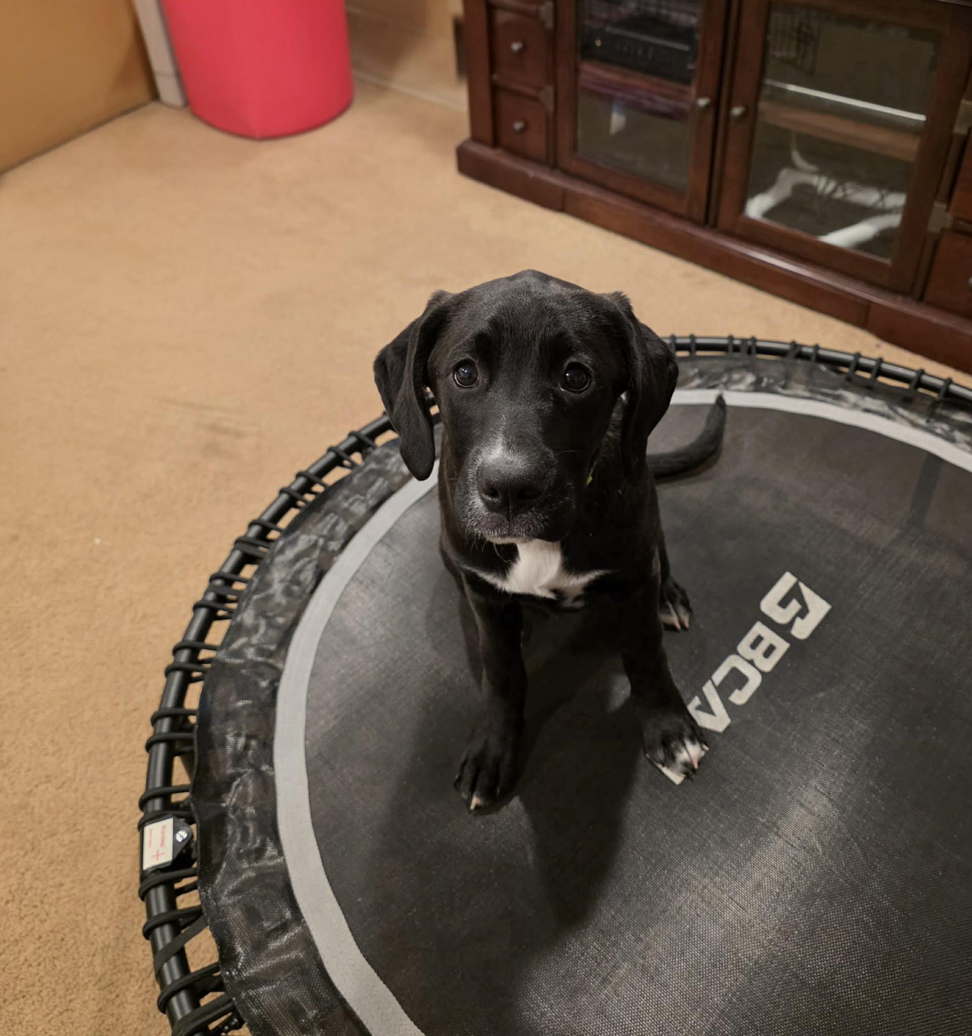 Enlarge Marley, a Adoptable Mixed Breed in Pembroke, MA image 2/4