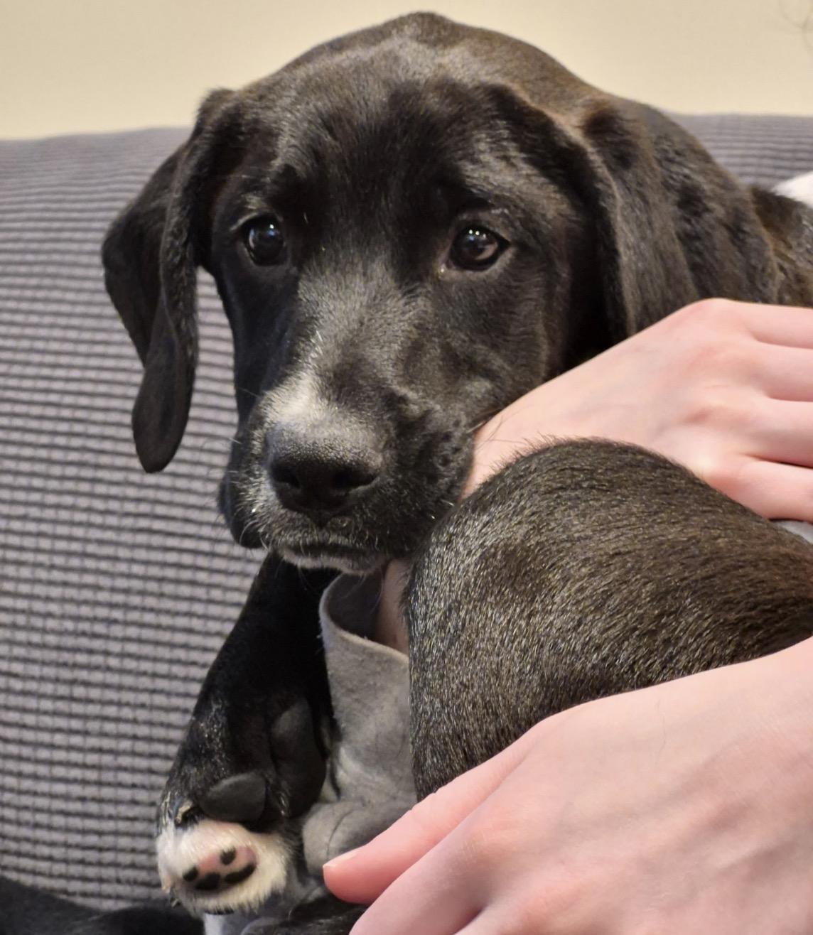 Enlarge Marley, a Adoptable Mixed Breed in Pembroke, MA image 3/4