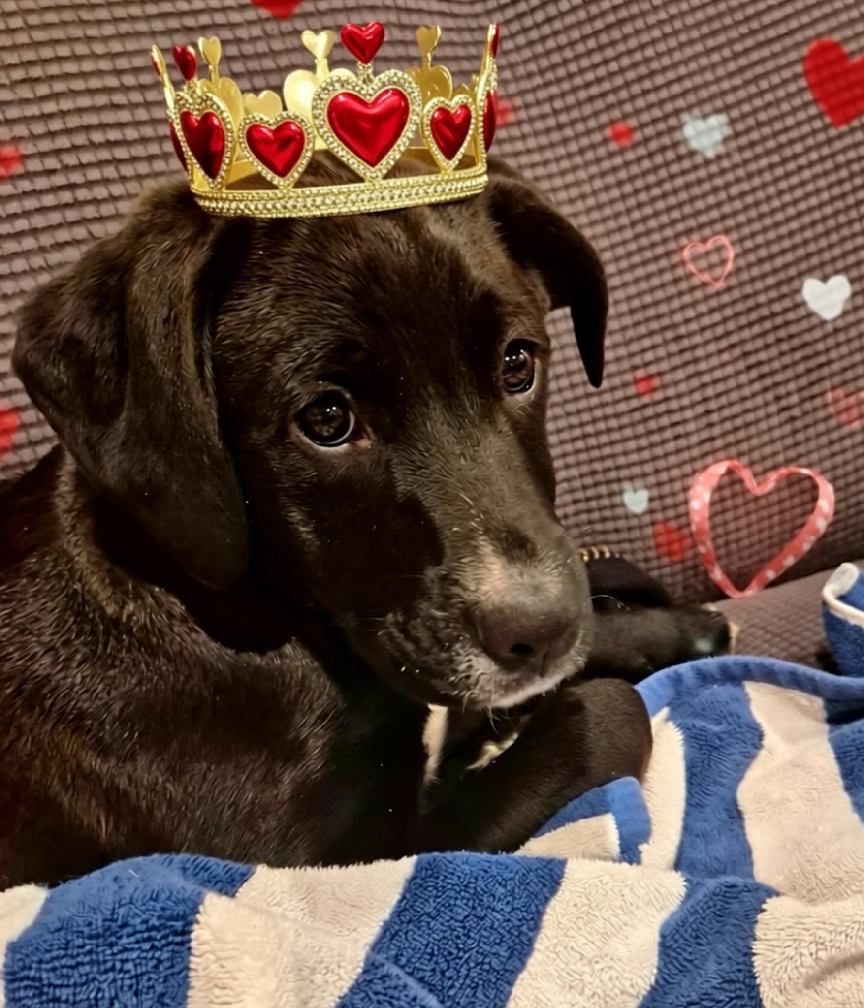 Enlarge Marley, a Adoptable Mixed Breed in Pembroke, MA image 4/4