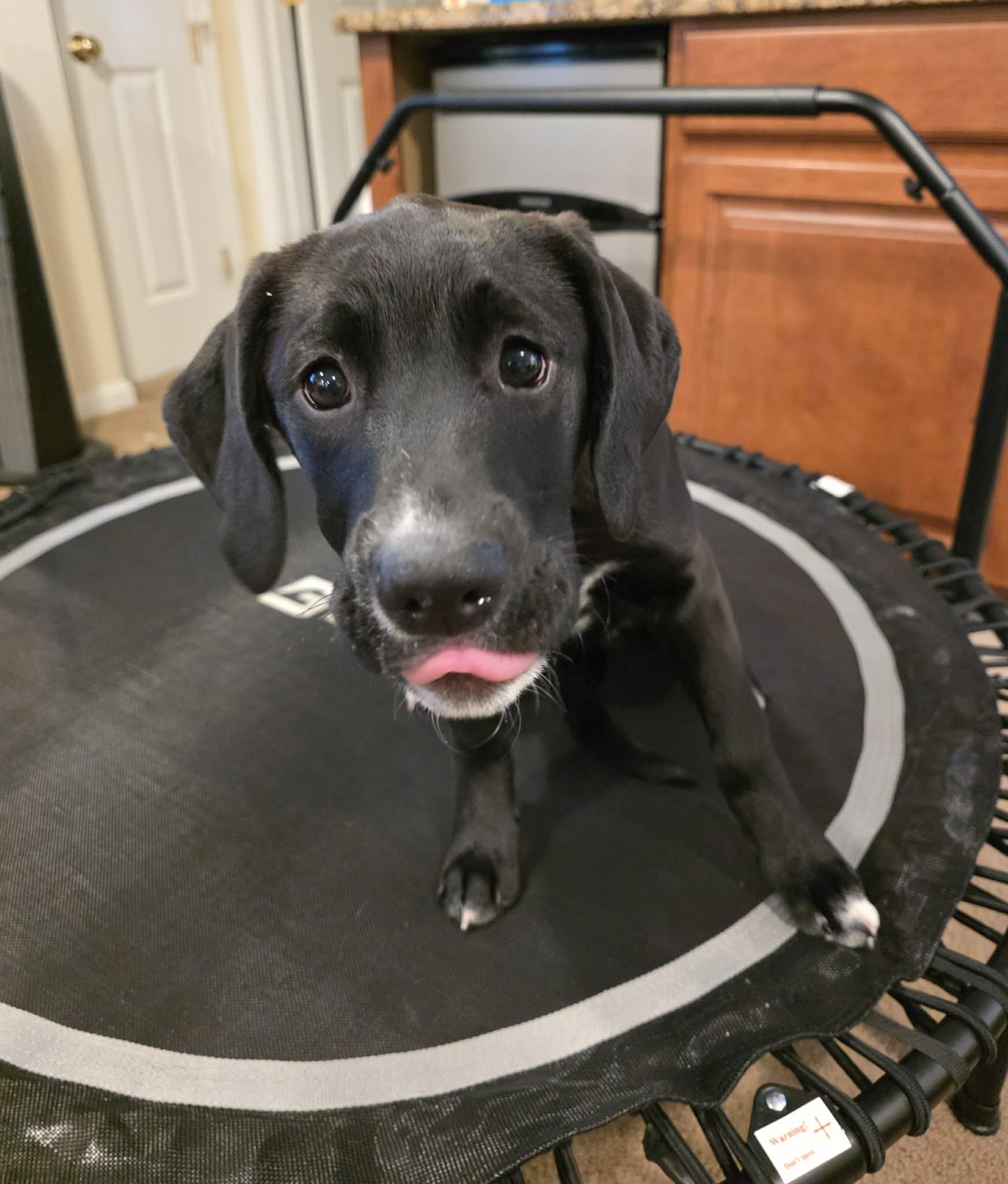 Enlarge Marley, a Adoptable Mixed Breed in Pembroke, MA image 1/4