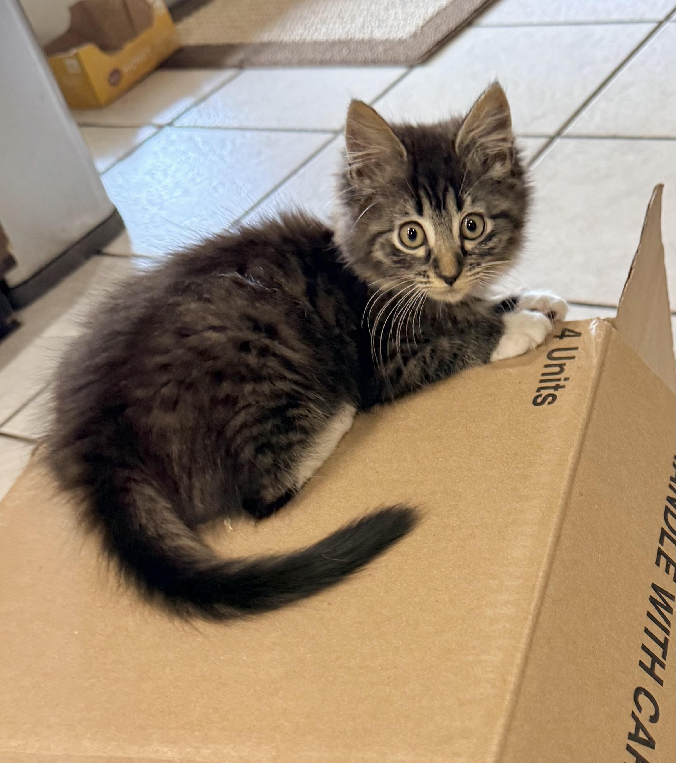 Liberty, an adopted mixed breed in Tavares, FL image 4/6