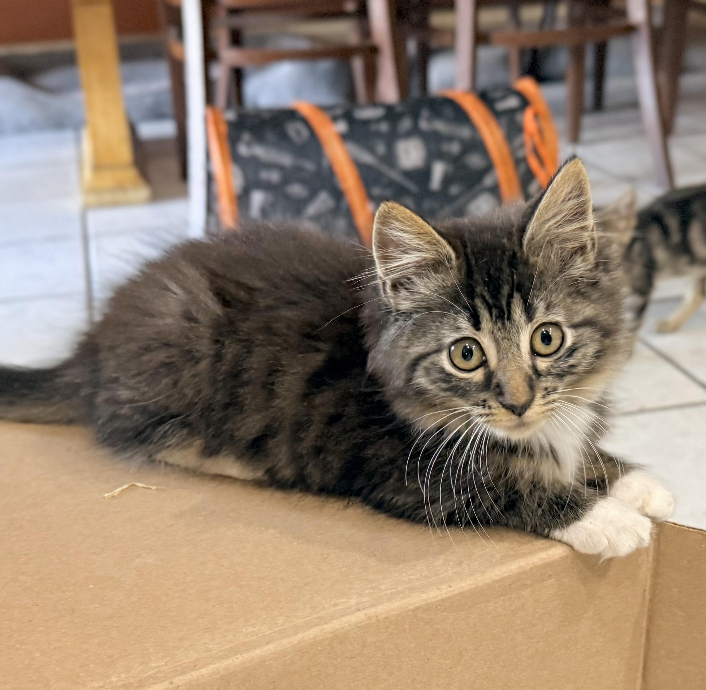 Liberty, an adopted mixed breed in Tavares, FL image 2/6
