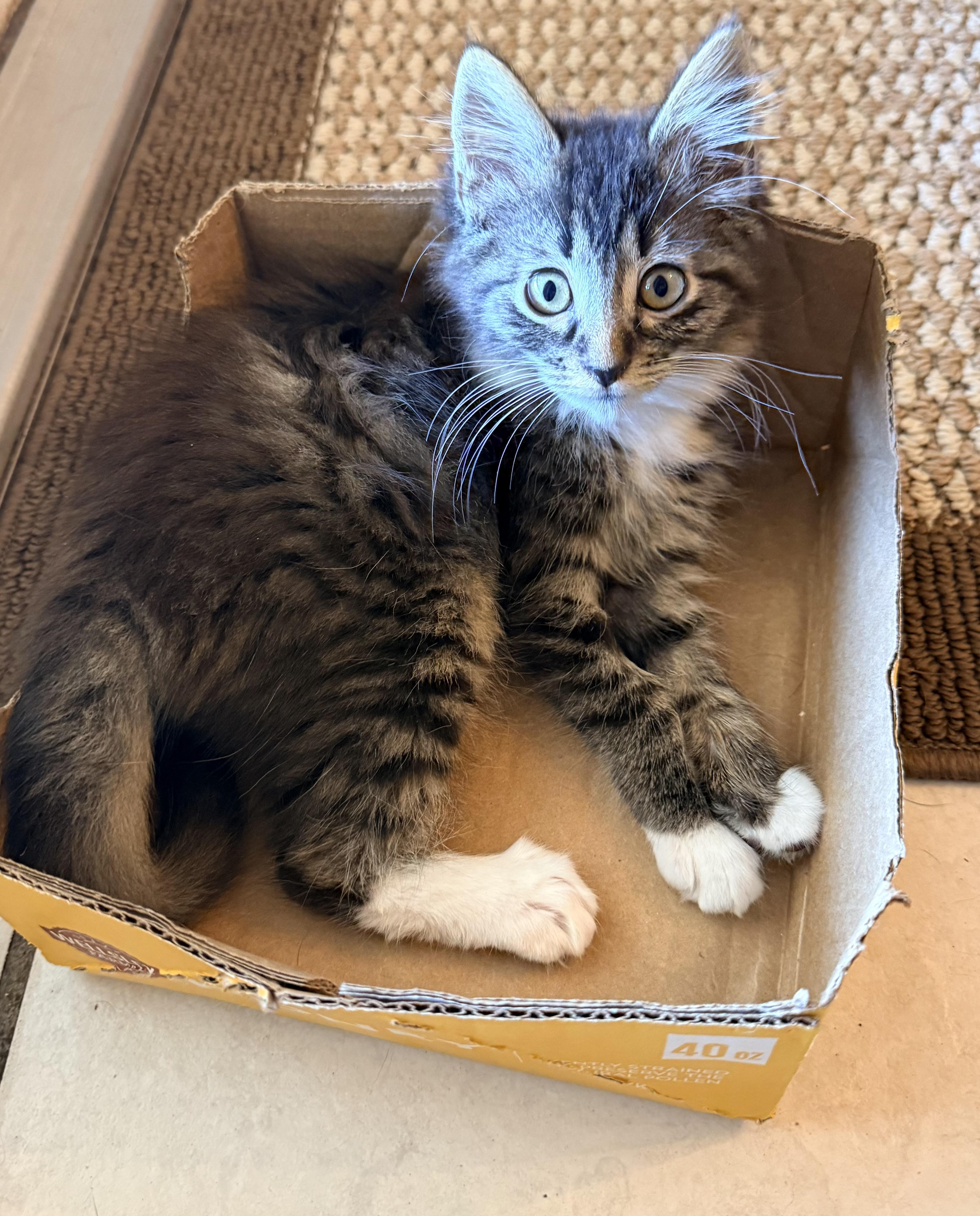 Liberty, an adopted mixed breed in Tavares, FL image 1/6