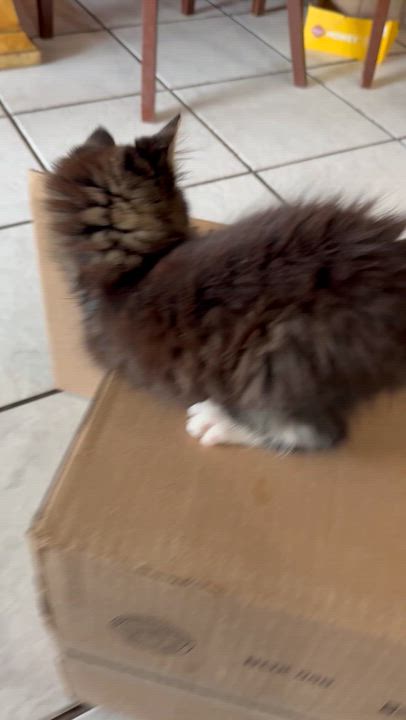 Enlarge Liberty, an adopted mixed breed in Tavares, FL video 6/6