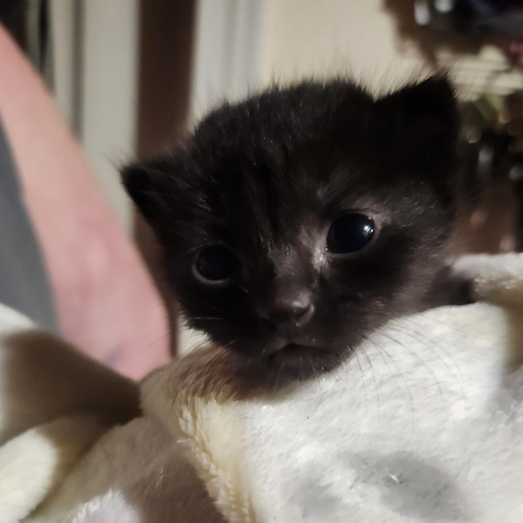 Whitney Houston, Adoptable, Young Female Domestic Short Hair.