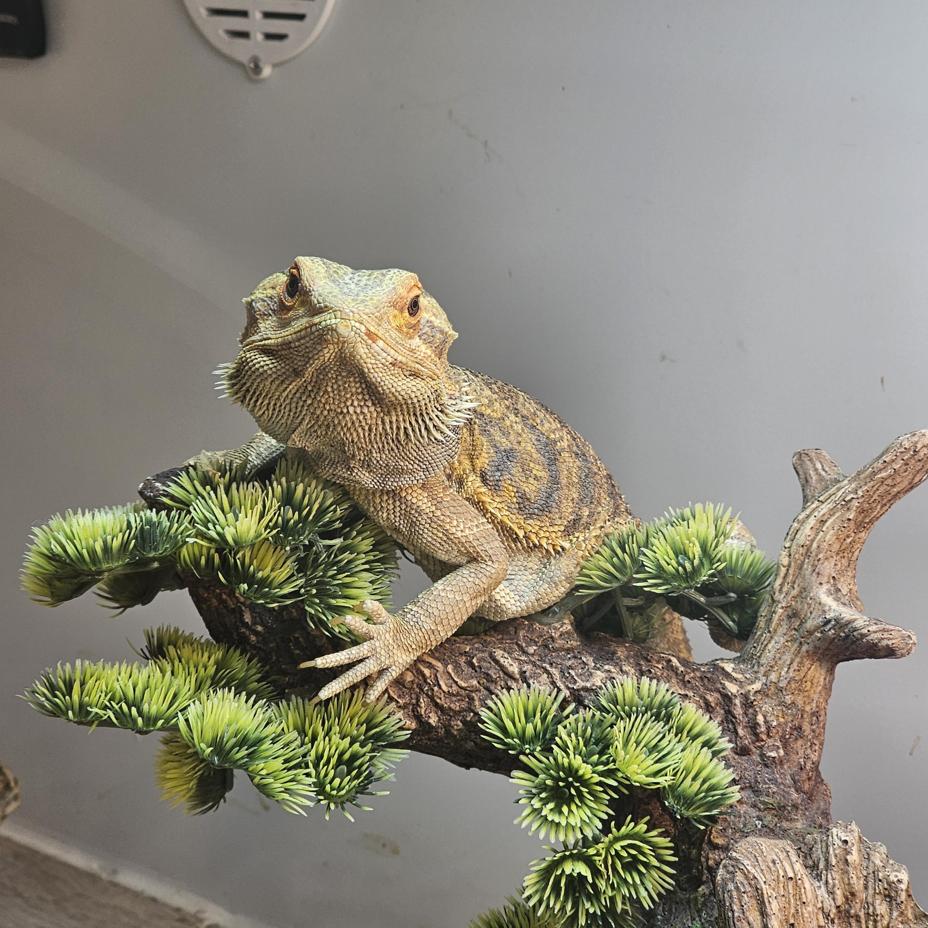 Cubone, a ADOPTABLE Bearded Dragon in Tucson, AZ image 4/4