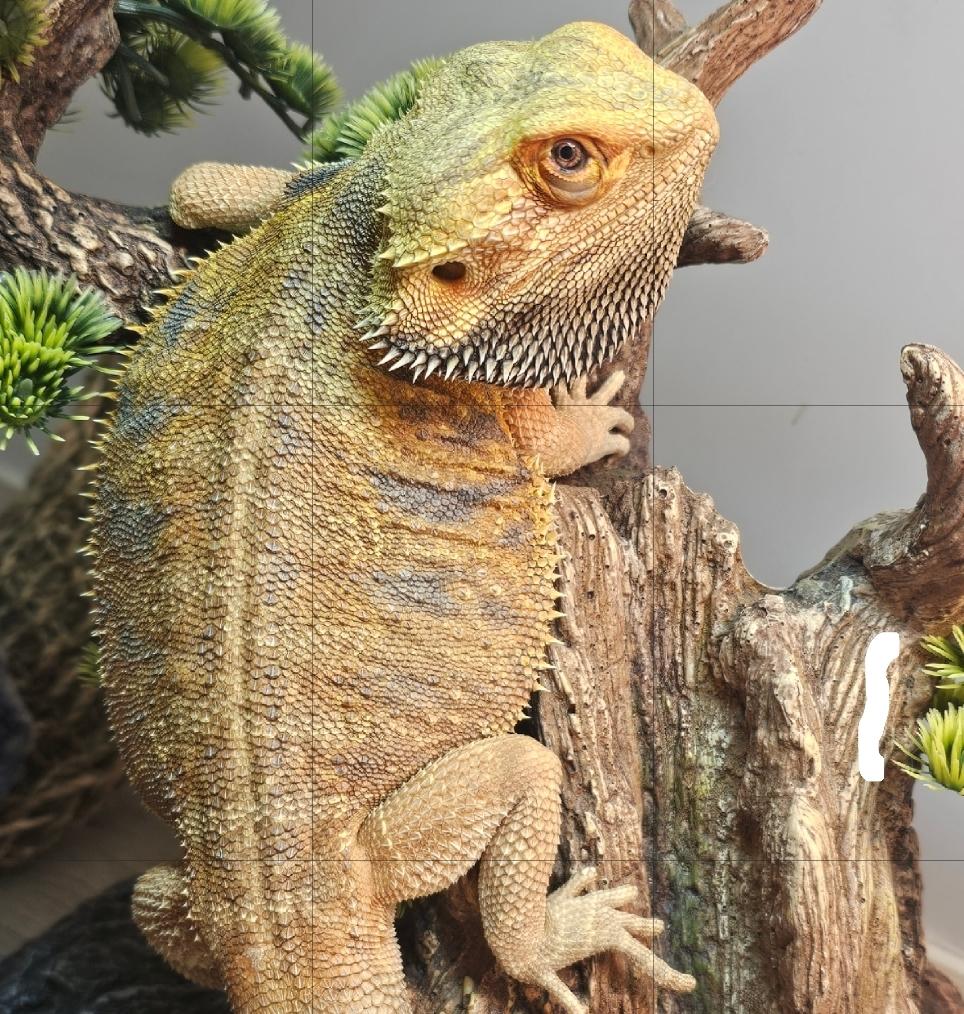 Cubone, a ADOPTABLE Bearded Dragon in Tucson, AZ image 1/4