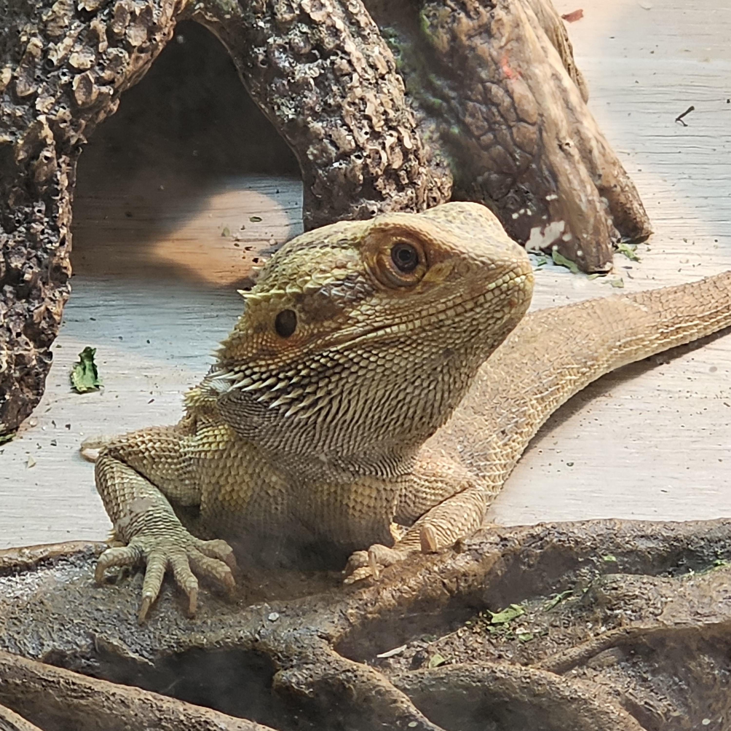 Cubone, a ADOPTABLE Bearded Dragon in Tucson, AZ image 3/4