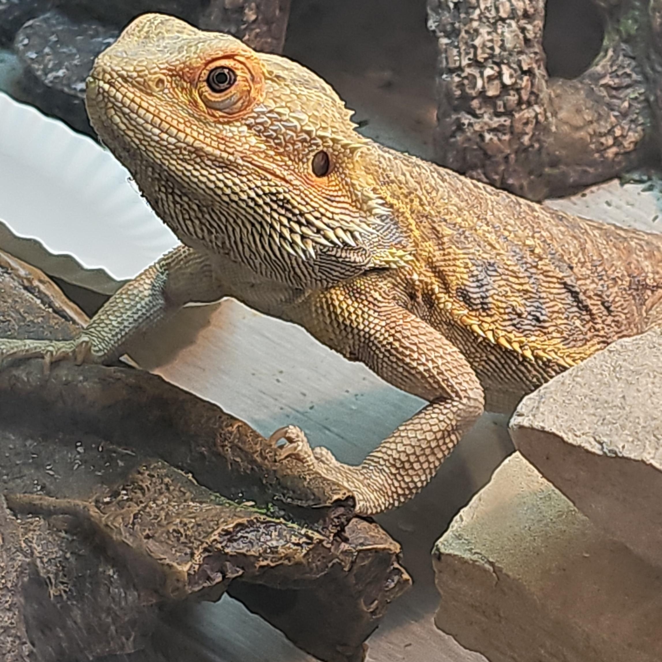 Cubone, a ADOPTABLE Bearded Dragon in Tucson, AZ image 2/4