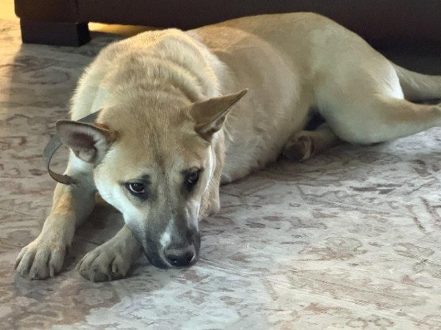 Enlarge Nesta, a Adoptable Shepherd in Brooklyn Center, MN image 1/3