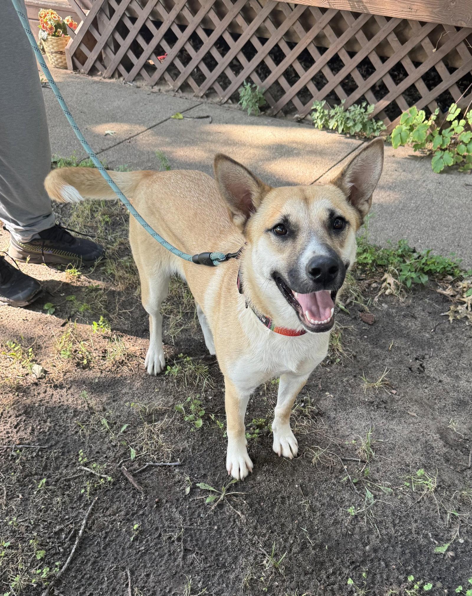 Enlarge Nesta, a Adoptable Shepherd in Brooklyn Center, MN image 2/3