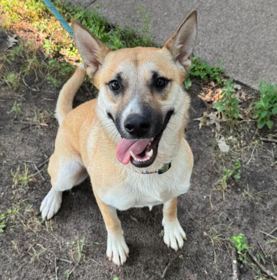 Enlarge Nesta, a Adoptable Shepherd in Brooklyn Center, MN image 3/3