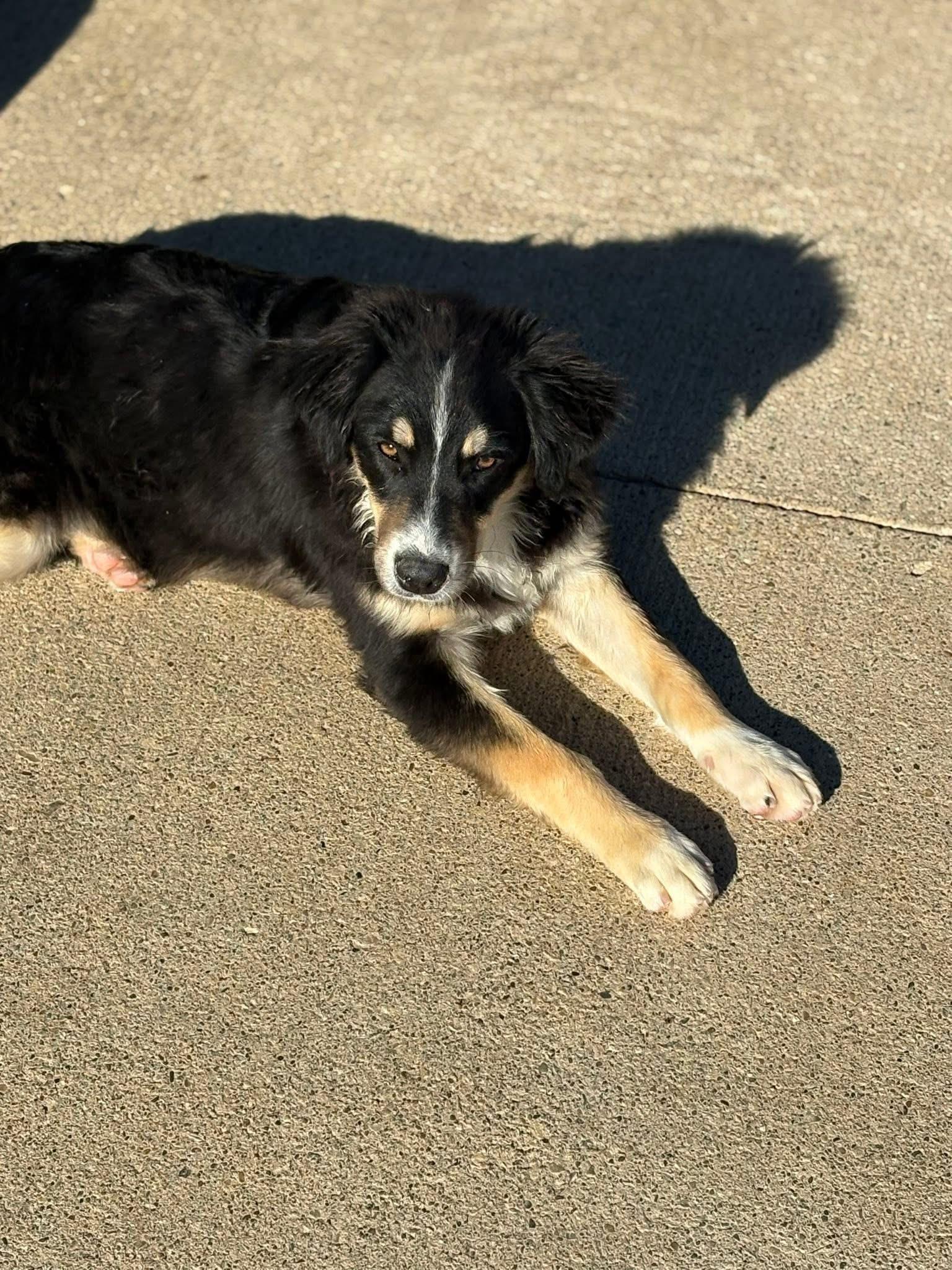 Tundra, Adoptable, Puppy Male Australian Shepherd & Border Collie.