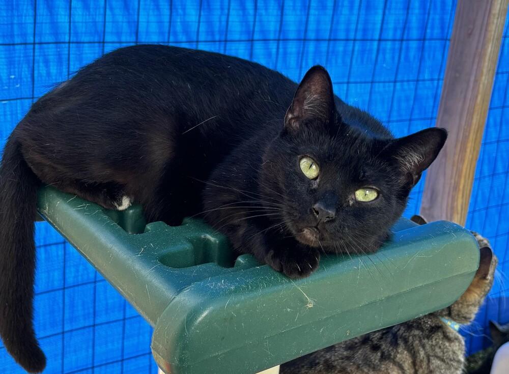 Enlarge Toes, a Adoptable American Shorthair in Troy, AL image 1/1