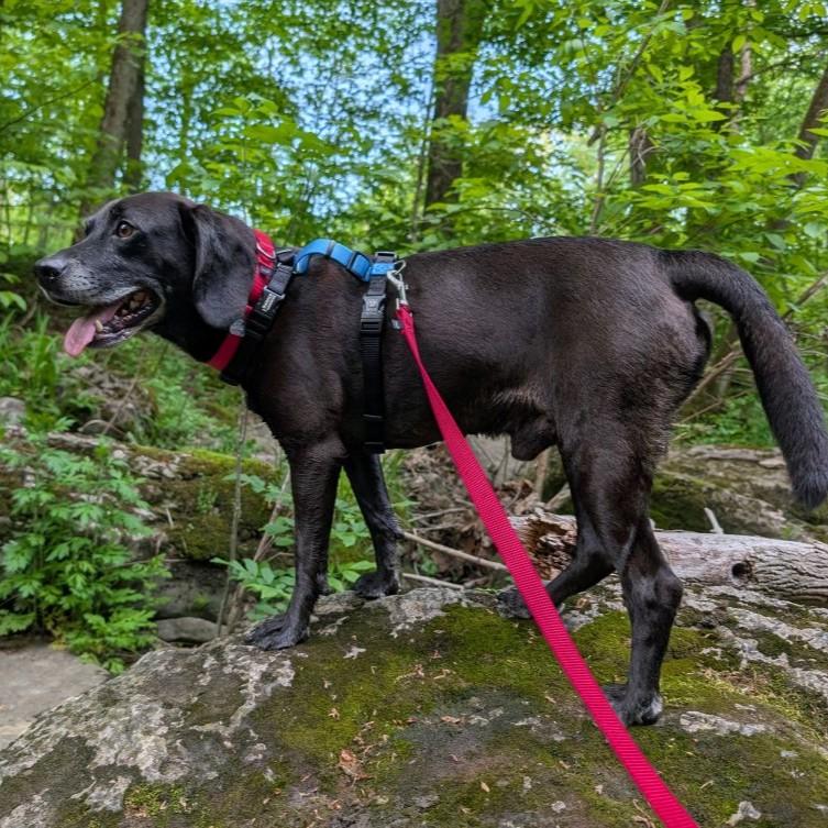 Maverick, a ADOPTABLE mixed breed in Rensselaer, NY image 4/4