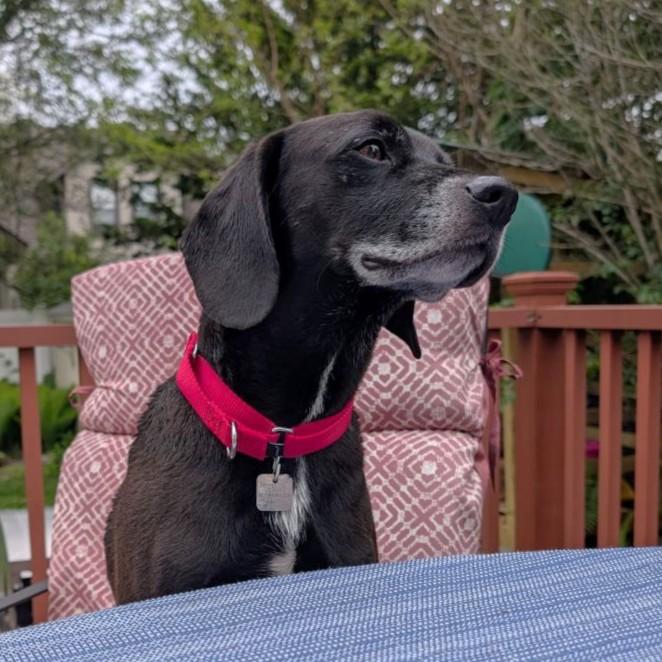 Maverick, ADOPTABLE, Senior Male Hound.