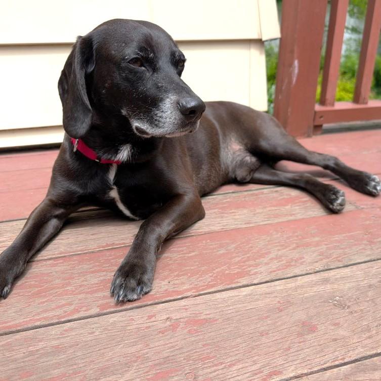 Maverick, a ADOPTABLE mixed breed in Rensselaer, NY image 2/4