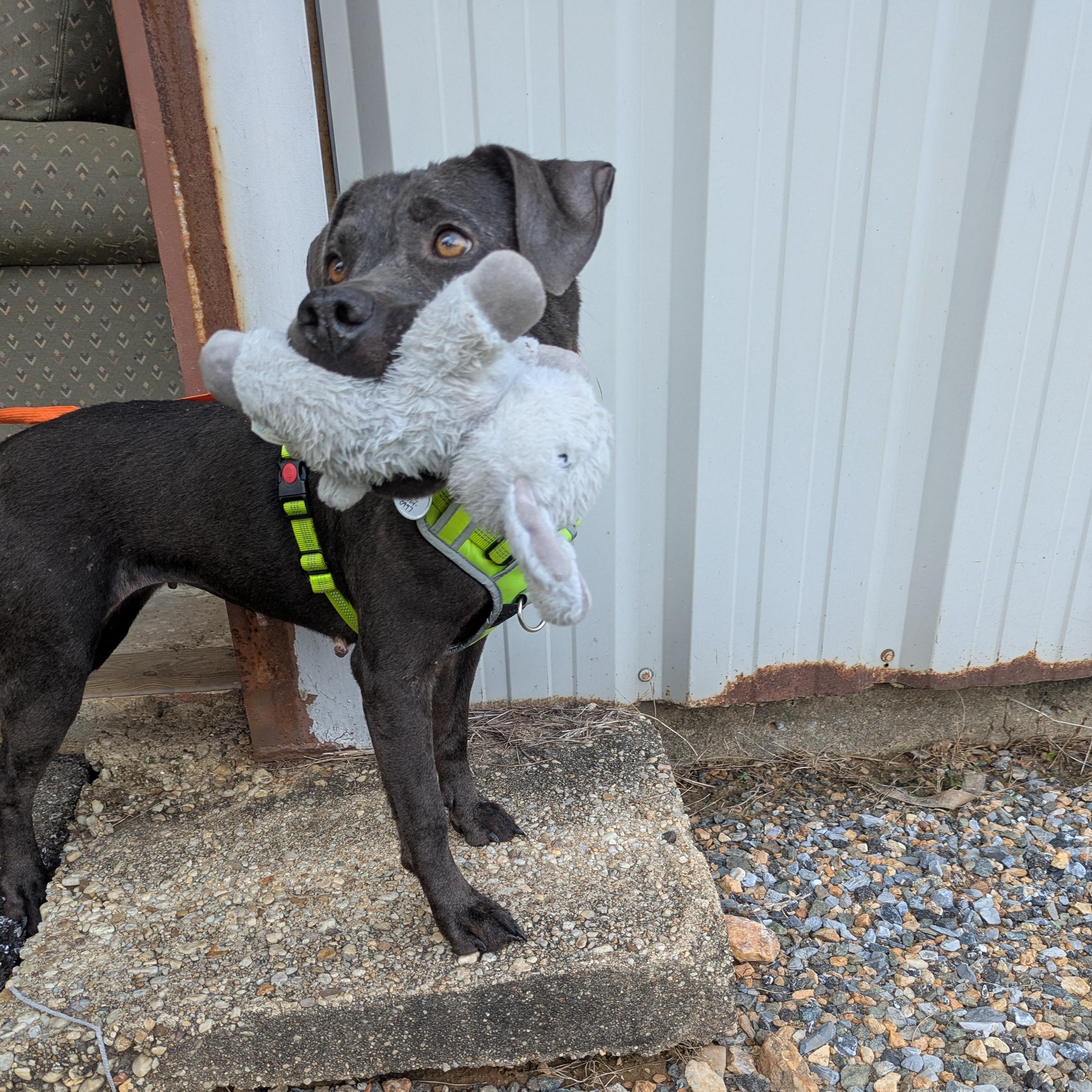 Truffles, a Adoptable mixed breed in Alexandria, VA image 5/6
