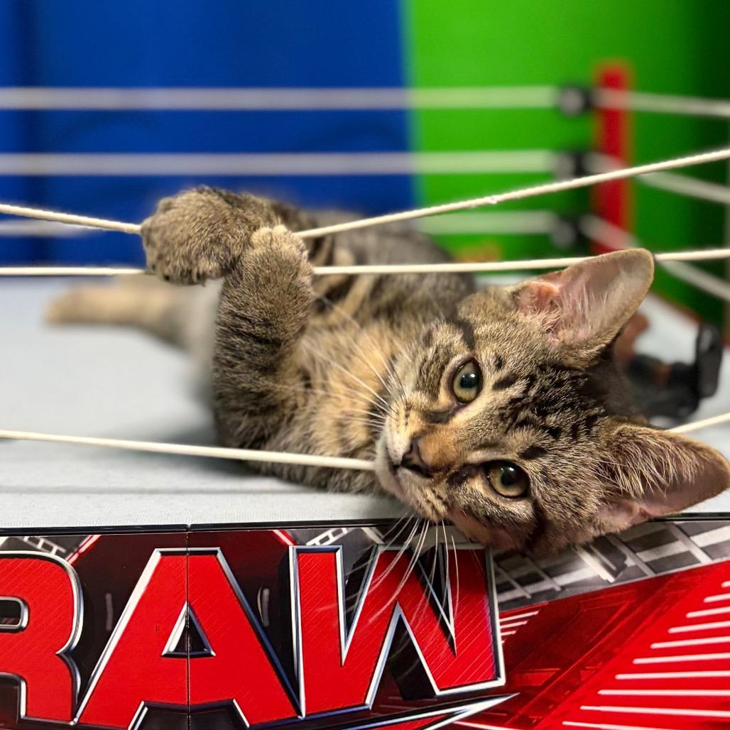 Enlarge Rock'Em Sock'Em Robot, a Adoptable Domestic Medium Hair in Middletown, OH image 1/6