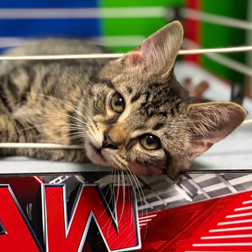 Enlarge Rock'Em Sock'Em Robot, a Adoptable Domestic Medium Hair in Middletown, OH image 2/6