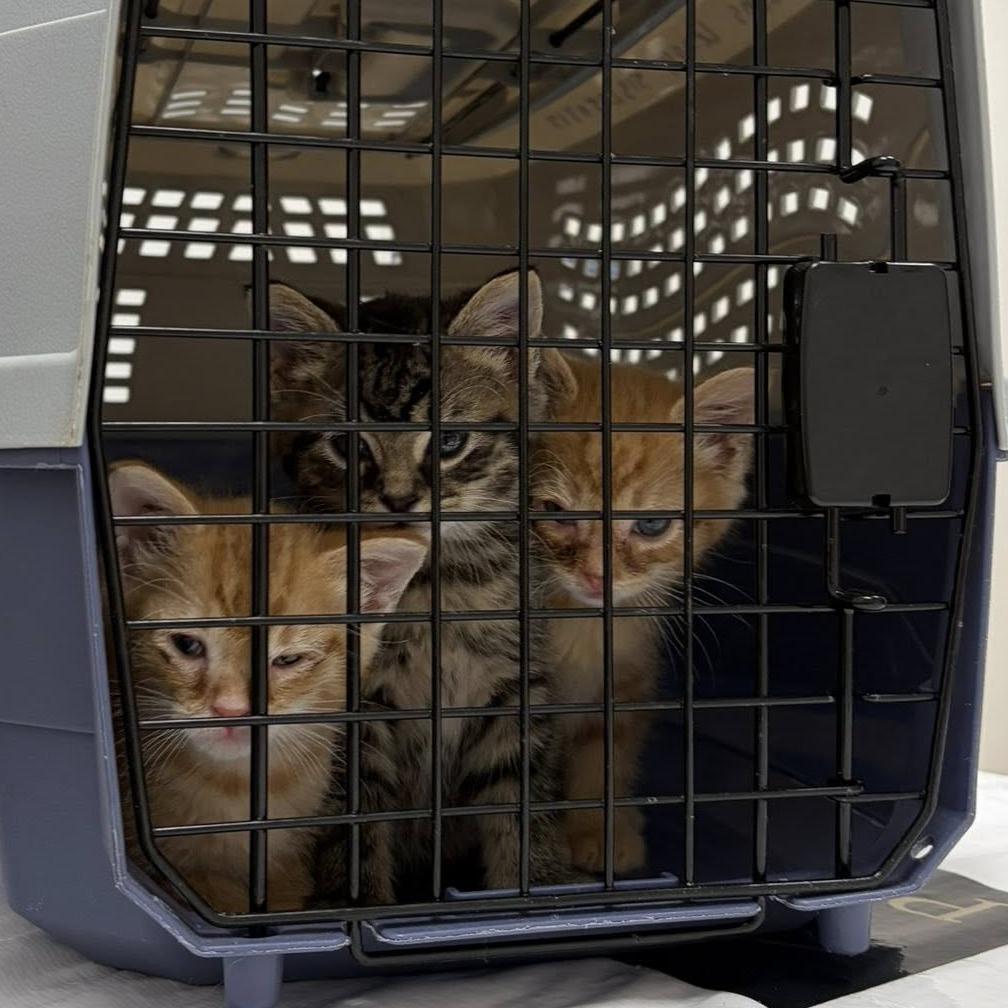 Enlarge Rock'Em Sock'Em Robot, a Adoptable Domestic Medium Hair in Middletown, OH image 3/6