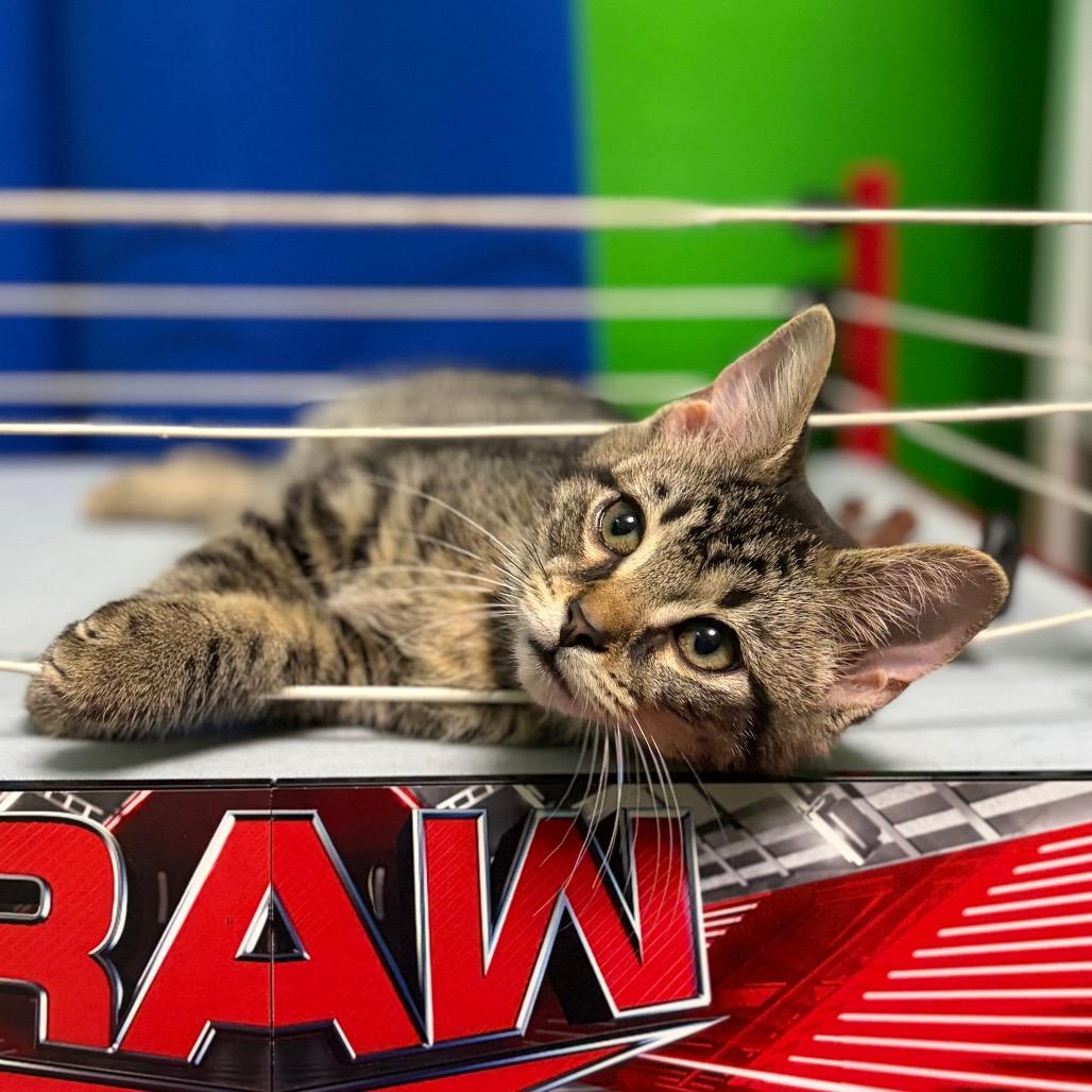 Enlarge Rock'Em Sock'Em Robot, a Adoptable Domestic Medium Hair in Middletown, OH image 5/6