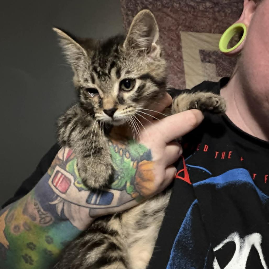 Enlarge Rock'Em Sock'Em Robot, a Adoptable Domestic Medium Hair in Middletown, OH image 6/6
