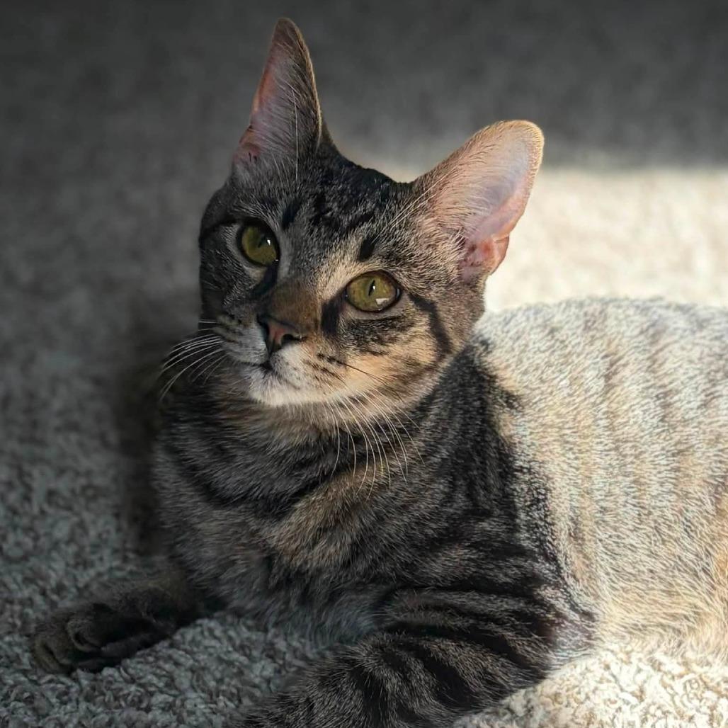 Enlarge Rock'Em Sock'Em Robot, a Adoptable Domestic Medium Hair in Middletown, OH image 6/6