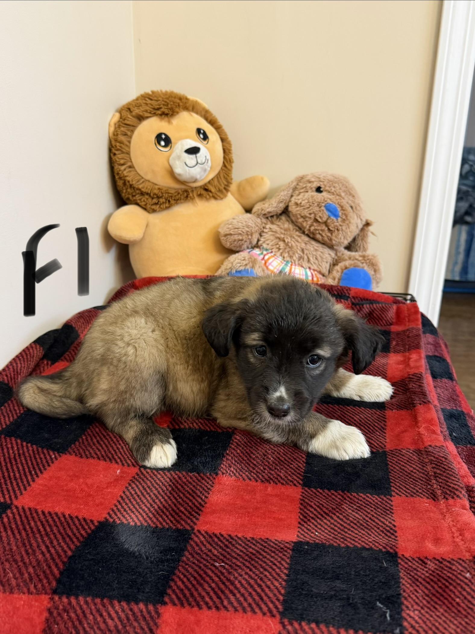 Enlarge Kelly , a Adoptable mixed breed in Hamilton , NJ image 1/1