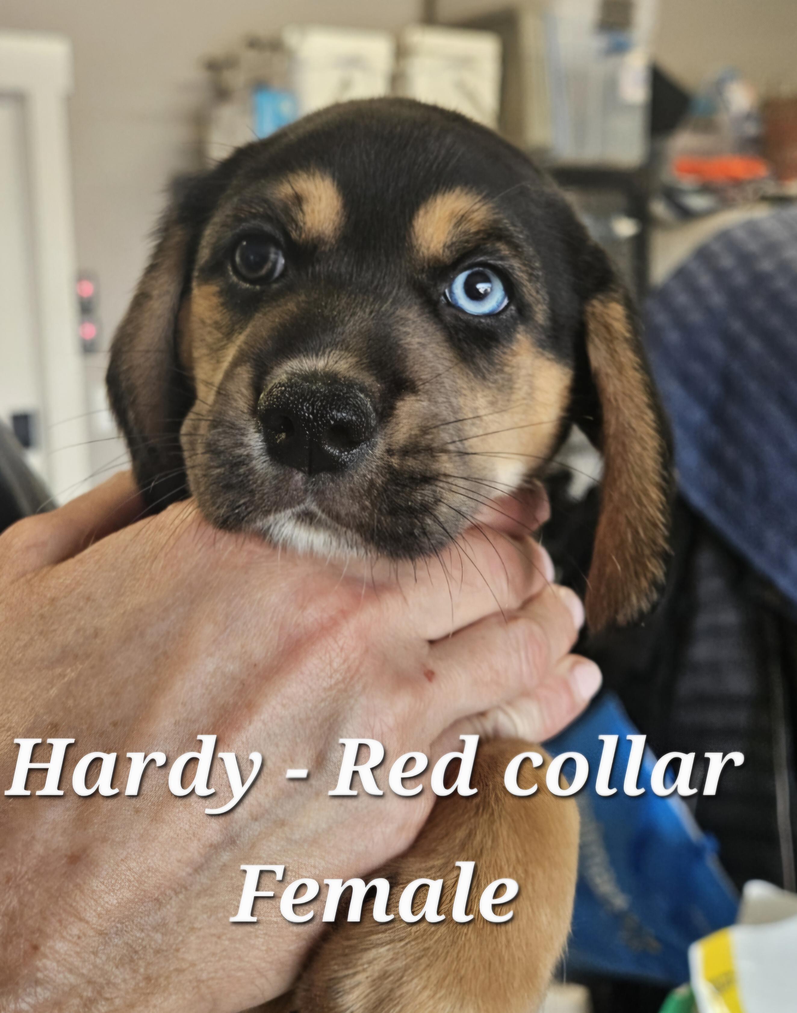 Enlarge Hardy, an adopted Hound in Cushing, OK image 1/1