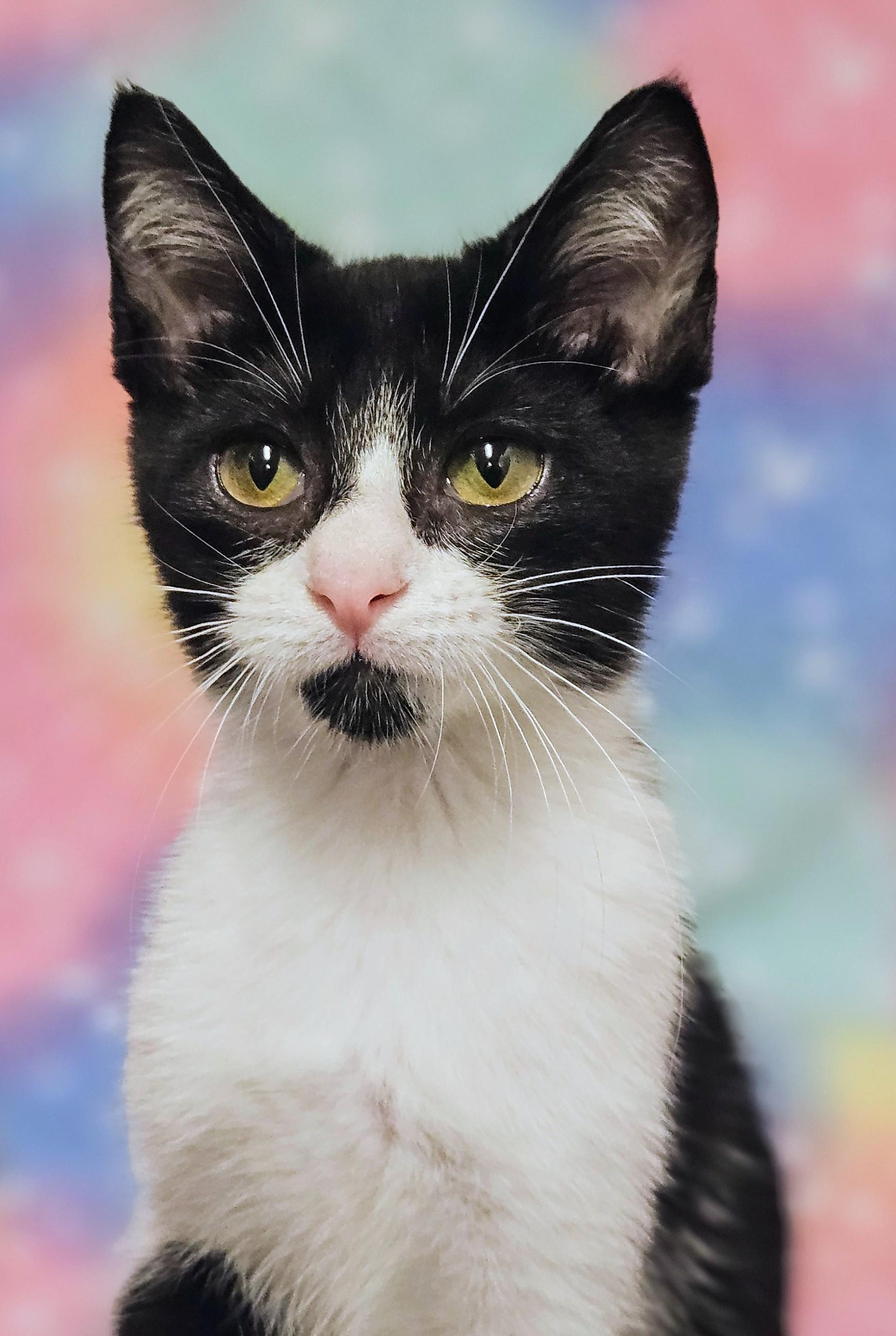 Enlarge Johnny - Rancho Cucamonga PetSmart, a Adoptable Domestic Short Hair in Rancho Cucamonga, CA image 3/4