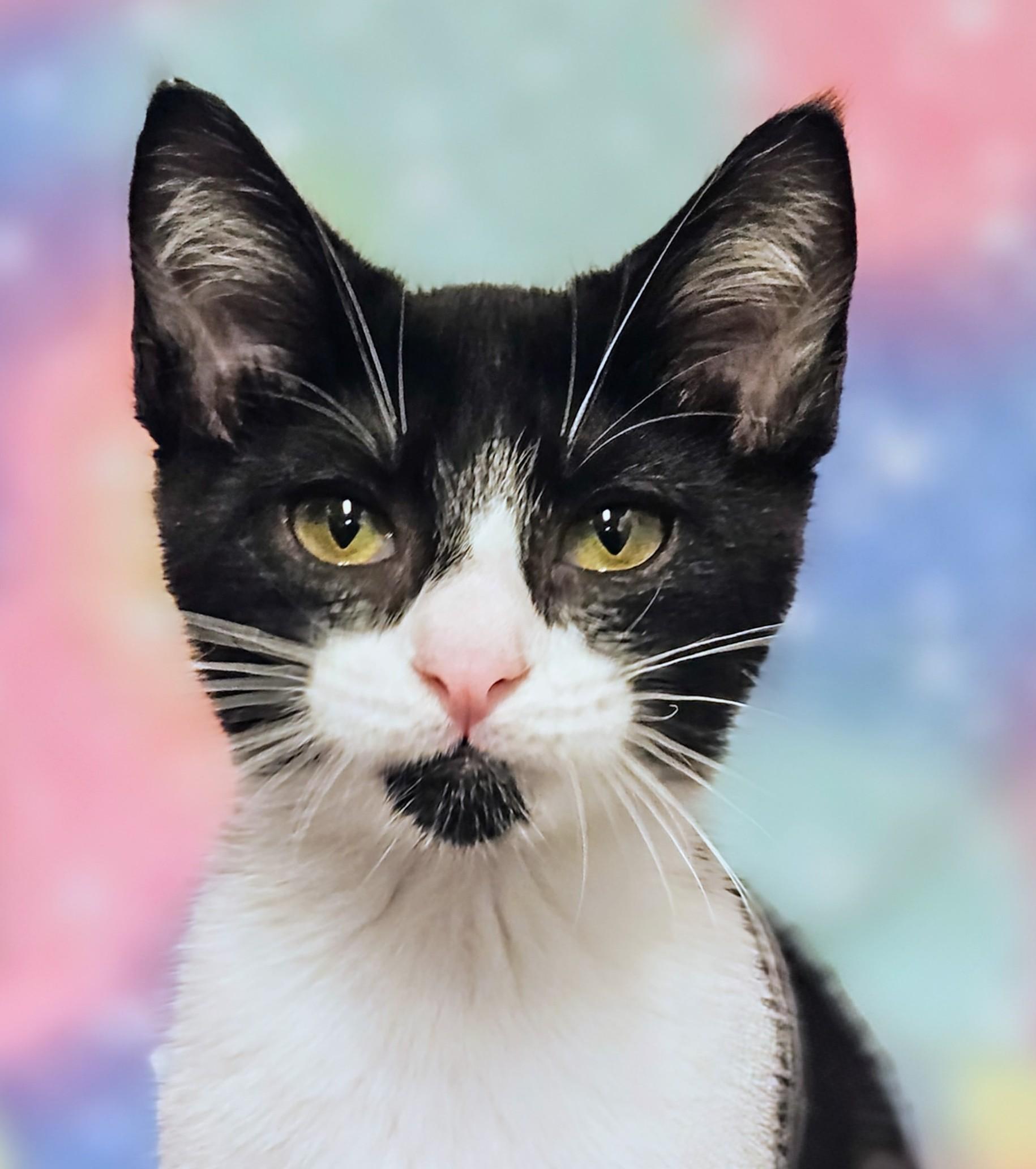 Enlarge Johnny - Rancho Cucamonga PetSmart, a Adoptable Domestic Short Hair in Rancho Cucamonga, CA image 1/4