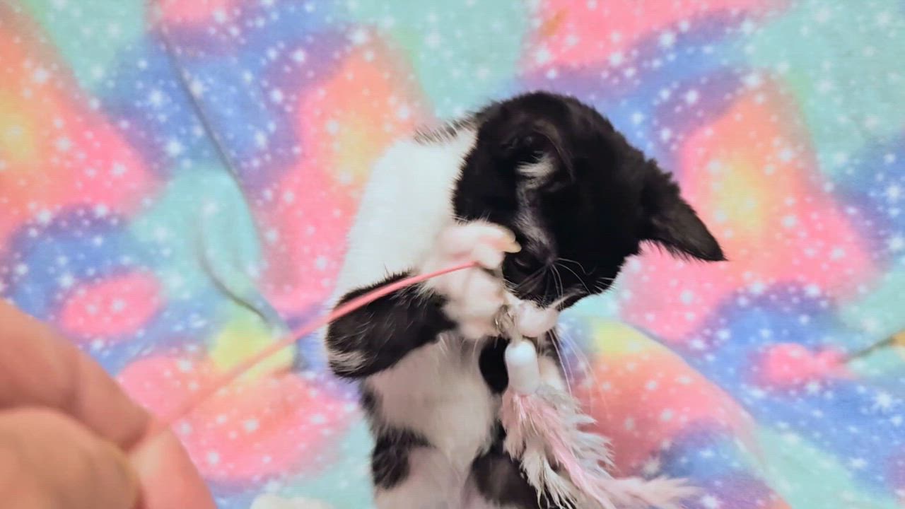 Enlarge Johnny - Rancho Cucamonga PetSmart, a Adoptable Domestic Short Hair in Rancho Cucamonga, CA video 4/4