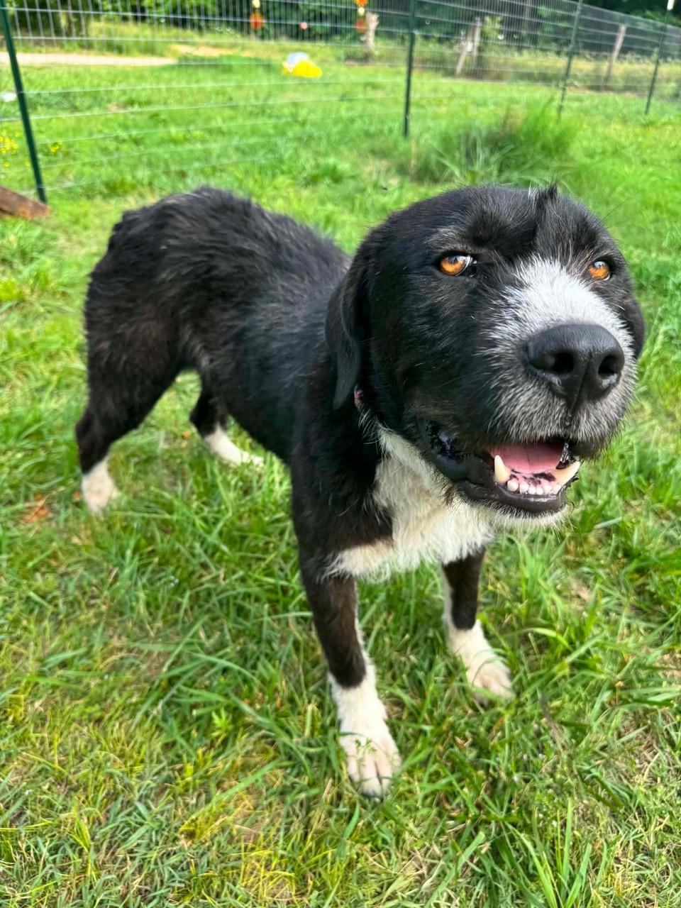 Enlarge Ribsy, a ADOPTABLE mixed breed in Aspen, CO image 3/3