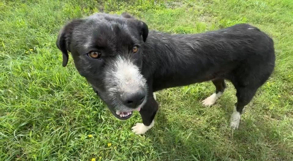 Enlarge Ribsy, a ADOPTABLE mixed breed in Aspen, CO image 2/3
