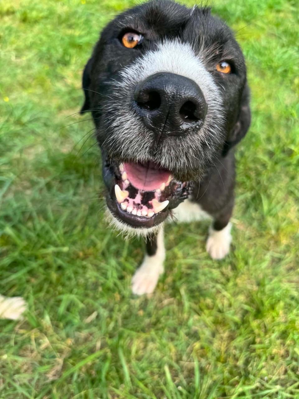 Ribsy, ADOPTABLE, Young Male Border Terrier.