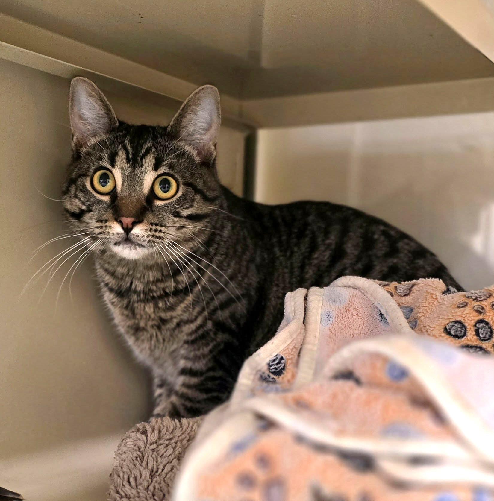 Enlarge Nutmeg, a ADOPTABLE Domestic Short Hair in New Castle, PA image 4/5