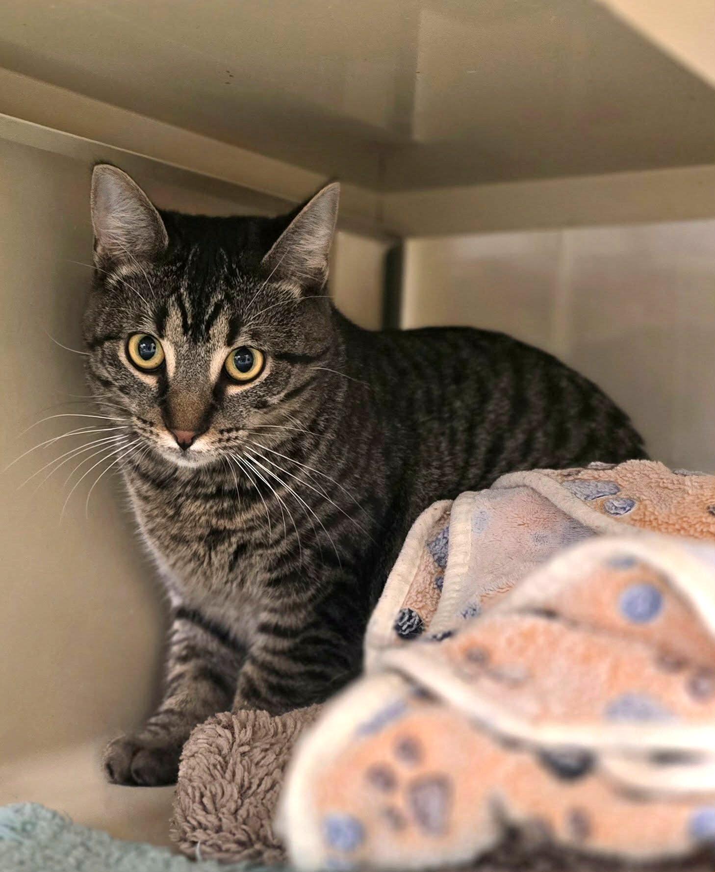 Enlarge Nutmeg, a ADOPTABLE Domestic Short Hair in New Castle, PA image 2/5